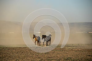 Wild horse herds running, kayseri, turkey