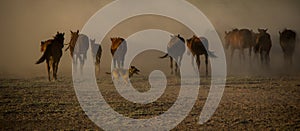 Wild horse herds running in the reed, kayseri, turkey