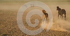 Wild horse herds running in the reed, kayseri, turkey