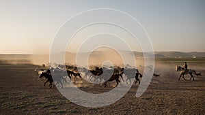 Wild horse herds running in the reed, kayseri, turkey