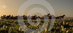 Wild horse herds running in the reed, kayseri, turkey