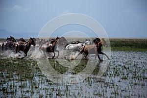 Wild horse herds running in the reed, kayseri, turkey