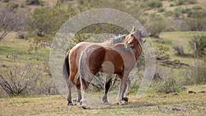 Wild horse hug in the Salt River Arizona desert USA