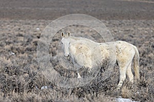 Wild Horse in the Idaho Desert in Winter