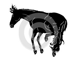 Wild horse illustration