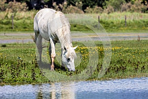 Wild horse, Italy