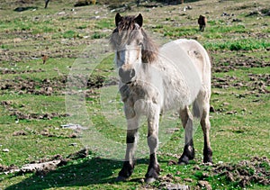 Wild horse in its habitat photo