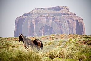 Wild horse landscape