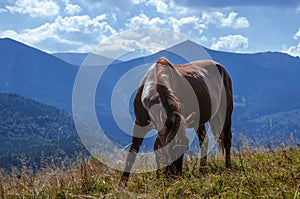 A wild horse looks into the distance against the mountain peaks of the Carpathian Mountains