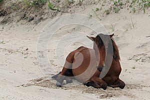 Wild Horse Lounging on Corolla Beach in North Carolina 