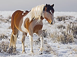 Selvaggio un cavallo colore una cavalla la neve 
