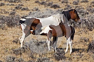 Wild horse mare and colt in Wyoming