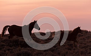 Wild Horse Mare and Foal in a Desert Sunset