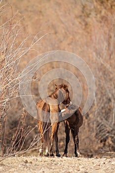 Wild Horse Mare and Foal Nursing