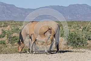 Wild Horse Mare and Foal in Springtime