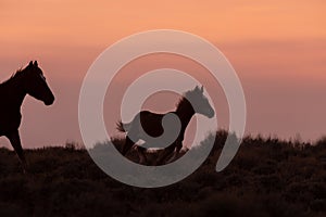 Wild Horse Mare and Foal at Sunset