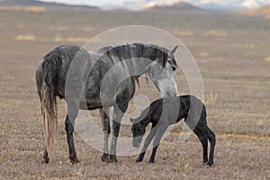 Wild Horse Mare and Her Newborn Foal in the Utah Desert