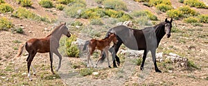 Wild Horse Mare mother with her baby bay foal and yearling colt in the Pryor Mountains Wild Horse Refuge Sanctuary in Wyoming USA