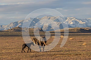 Wild Horse Mare and Newborn Foal in Springtime in the Utah Desert