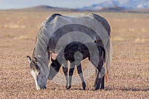 Wild Horse Mare and Newborn Foal in the Utah Desert