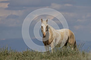 Wild Horse in the McCullough Peaks Wyoming