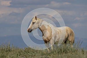Wild Horse in the McCullough Peaks Wyoming in Summer