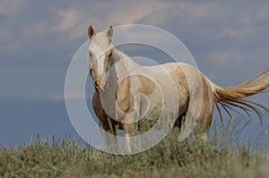 Wild Horse in the McCullough Peaks Wyoming in Summer