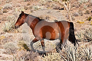 Wild Horse In Mojave Desert