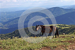 Wild horse on mountain Stolovi Serbia