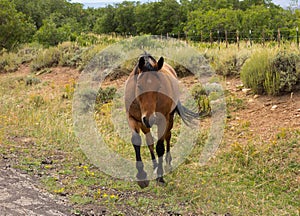 A wild horse on a mountaintop in the desert