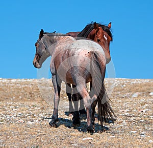 Wild Horse Mustang Bay Band Stallion with his Strawberry Red Roan Mare on Sykes Ridge in the Pryor Mountains Wild Horse Range