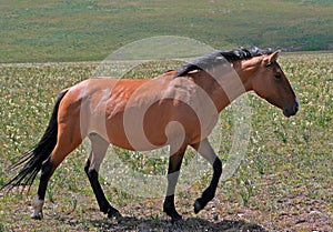 Wild Horse Mustang Buckskin Mare in the Pryor Mountains