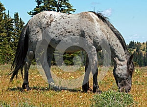 Wild Horse Mustang Gray Grulla Roan Stud Stallion in the Pryor Mountains
