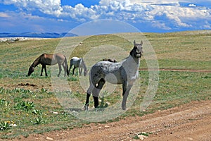 Wild Horse Mustang Gray Grulla Roan Stud Stallion in the Pryor mountains in Wyoming / Montana