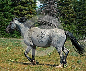 Wild Horse Mustang Gray Grulla Roan Stud Stallion in the Pryor Mtns MT