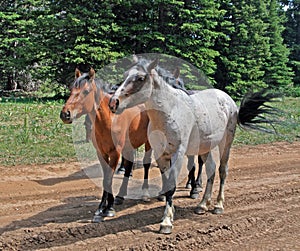 Wild Horse Mustang Herd in the Pryor Mountains in Montana