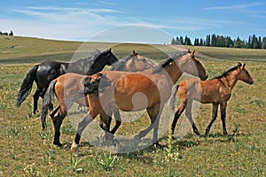 Wild Horse Mustang Herd in the Pryor Mountains in Montana