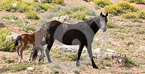 Wild Horse Mustang Mare mother with her bay foal in the Pryor Mountains Wild Horse Refuge Sanctuary in Wyoming USA