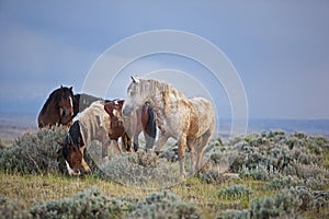 Wild horse mustang mustangs horses herd rain dust mud