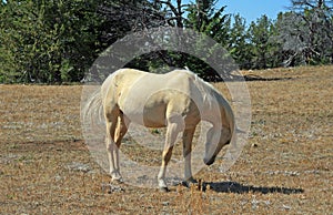 Wild Horse Mustang Palomino Mare lowering and arching her neck on Tillett Ridge in the Pryor Mountains in Wyoming Montana