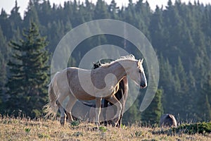 Wild Horse Mustang Palomino Stallion prancing and posturing before fighting in the Pryor Mountains Wild Horse Range on the border