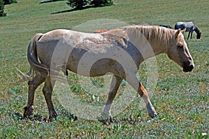 Wild Horse Mustang Palomino Stud Stallion (this is Cloud Wild Stallion of the Rockies - PBS television program)
