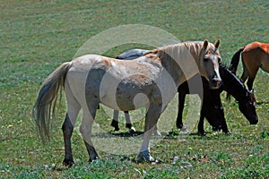 Wild Horse Mustang Palomino Stud Stallion (this is Cloud Wild Stallion of the Rockies - PBS television program) photo