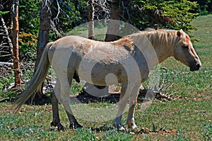 Wild Horse Mustang Palomino Stud Stallion (this is Cloud Wild Stallion of the Rockies - PBS television program) photo