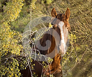 Wild Horse / Mustang - Portrait Salt River, Arizona