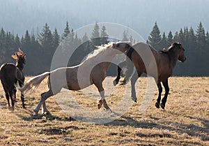 Wild Horse Mustang Stallions kicking and biting each other while fighting in the Pryor Mountains Wild Horse Range in Montana USA