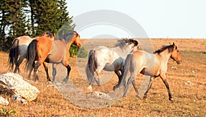 Salvaje un caballo semental correr a lucha en montanas Salvaje un caballo rango sobre el fronteras de a Estados Unidos de América 