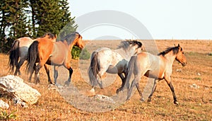 Wild Horse Mustang Stallions running and fighting in the Pryor Mountains Wild Horse Range on the border of Wyoming and Montana USA