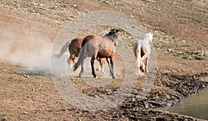Wild Horse Mustang Stallions running and fighting in the Pryor Mountains Wild Horse Range on the border of Wyoming and Montana USA