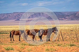 Wild horse of the Namib desert near Aus, south Namibia